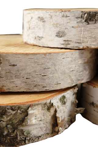 5"- 8" Natural Birch Tree Slice
