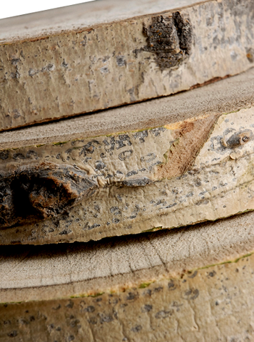 15"-18" Medium Natural Birch Tree Slice